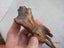 Antique Religious Icon Carousel 6