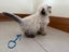 Adorable Ragdoll Kittens for Sale Carousel 4