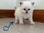 Adorable Ragdoll Kittens for Sale Carousel 5