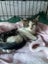 Darcy Male kitten Desexed Carousel 1