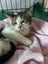 Darcy Male kitten Desexed Carousel 2