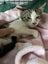 Darcy Male kitten Desexed Carousel 3