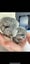 chinchilla Carousel 5