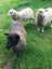 Lambs- Gotland pelt Carousel 3