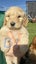 Purebred 1st Generation Spoodle Puppies Carousel 3