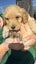 Purebred 1st Generation Spoodle Puppies Carousel 4