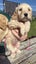 Purebred 1st Generation Spoodle Puppies Carousel 6