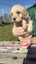Purebred 1st Generation Spoodle Puppies Carousel 7