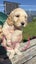 Purebred 1st Generation Spoodle Puppies Carousel 9