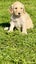 Purebred 1st Generation Spoodle Puppies Carousel 8