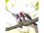 Chicken Hat For Hens Tiny Pets Funny Chicken Accessories Feather Top Hat Carousel 5