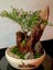 Purple Cuphea Hyssopifolia Bonsai Through driftwood Carousel 1