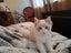 Purebred Blue Point Ragdoll kittens Carousel 5