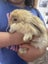 Baby Rabbits! Flemish Giant cross Carousel 13