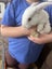 Baby Rabbits! Flemish Giant cross Carousel 15