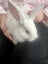 Baby Rabbits! Flemish Giant cross Carousel 16