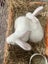 Baby Rabbits! Flemish Giant cross Carousel 17
