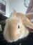 Baby Rabbits! Flemish Giant cross Carousel 18