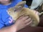 Baby Rabbits! Flemish Giant cross Carousel 19