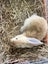 Baby Rabbits! Flemish Giant cross Carousel 20