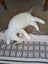 Purebred Blue Point Ragdoll kittens Carousel 9
