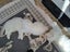 Purebred Blue Point Ragdoll kittens Carousel 10