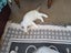 Purebred Blue Point Ragdoll kittens Carousel 7