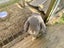 Purebred 2x female Mini Lop Bunnies - Price includes hutch Carousel 1