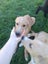 Border Collie whippet x Pups Carousel 4