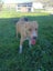 Border Collie whippet x Pups Carousel 3