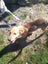 Border Collie whippet x Pups Carousel 5