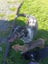 Border Collie whippet x Pups Carousel 6