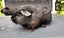 Two Baby Guinea Pigs (Napier) Carousel 3