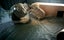 Two Male Chinchillas Carousel 4