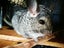 Two Male Chinchillas Carousel 3