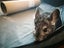 Two Male Chinchillas Carousel 7