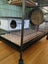 Two Male Chinchillas Carousel 11