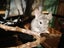 Two Male Chinchillas Carousel 6