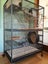Two Male Chinchillas Carousel 15