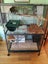 Two Male Chinchillas Carousel 16