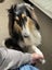 Loving, anxious rough collie girl needs quiet home, experienced owner Carousel 1