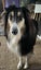 Loving, anxious rough collie girl needs quiet home, experienced owner Carousel 2