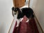 Loving, anxious rough collie girl needs quiet home, experienced owner Carousel 4
