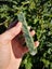 Pounamu Greenstone Marsden Flower jade carving slab Carousel 4