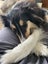Loving, anxious rough collie girl needs quiet home, experienced owner Carousel 5