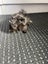 Baby Guinea Pigs Carousel 3