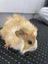 Baby Guinea Pigs Carousel 4