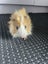 Baby Guinea Pigs Carousel 5