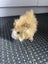 Baby Guinea Pigs Carousel 6
