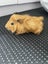 Baby Guinea Pigs Carousel 7